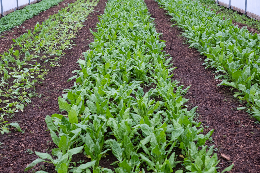 Of veg sourced direct from UK farms Of veg sourced direct from UK farms